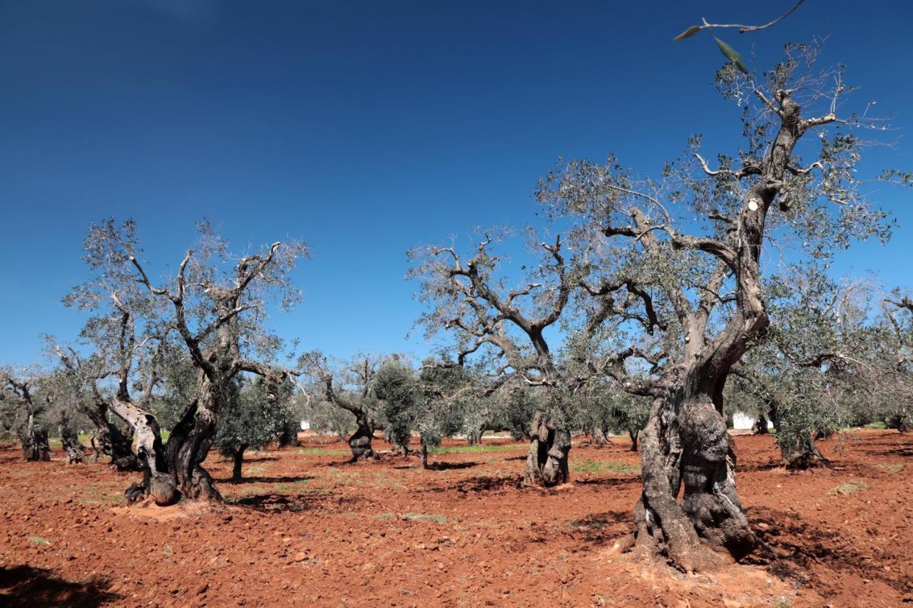 אוסטוני Masseria Conca D'Oro מראה חיצוני תמונה