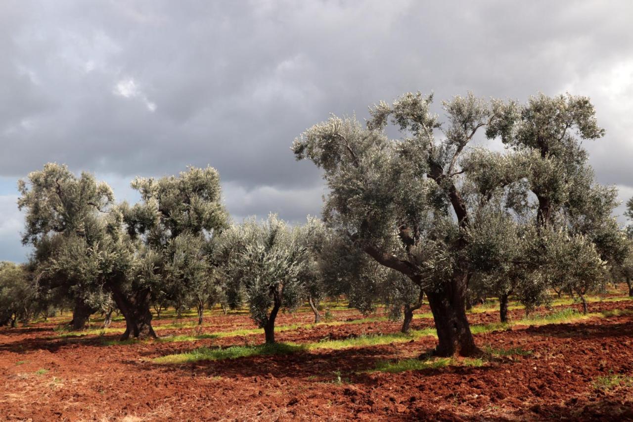 אוסטוני Masseria Conca D'Oro מראה חיצוני תמונה